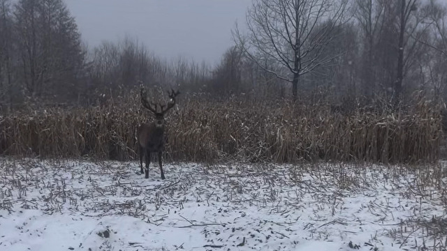 Скрін з відео