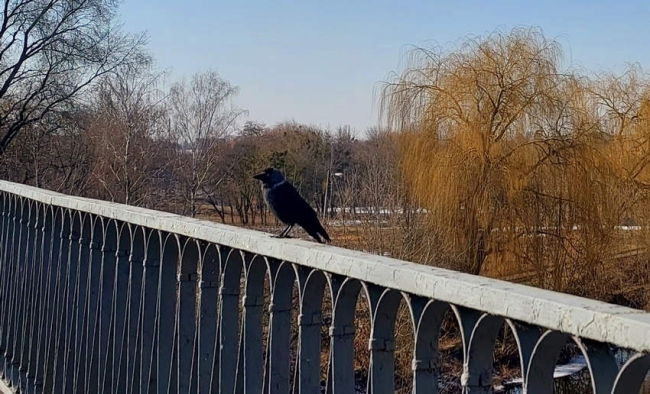 Чому в центрі Рівного масово гинуть граки?