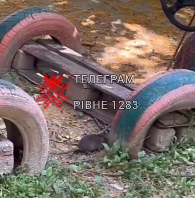 Скріншот з відео телеграм-каналу Рівне 1283