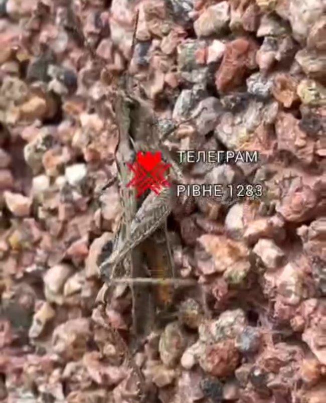 Скріншот з відео телеграм-каналу Рівне 1283