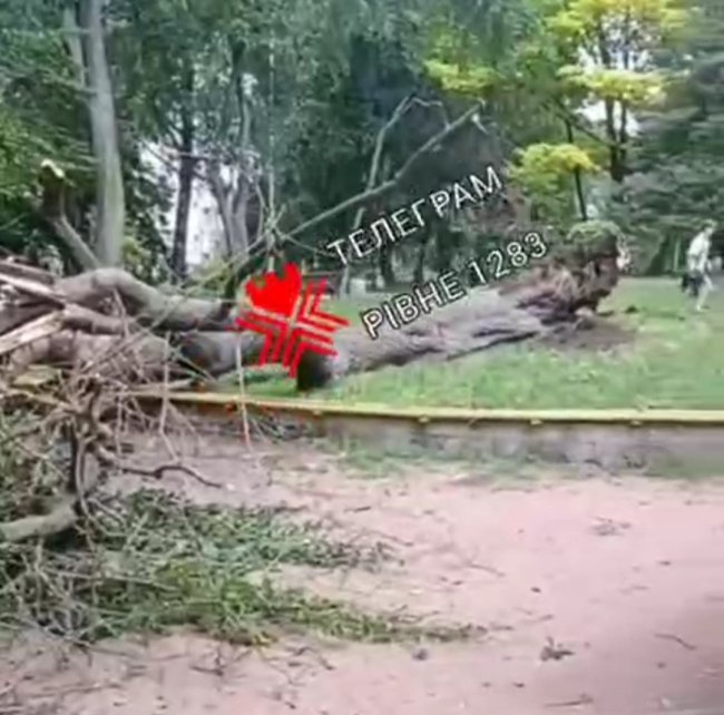 У парку ім. Шевченка в Рівному завалилося велике дерево (ВІДЕО)