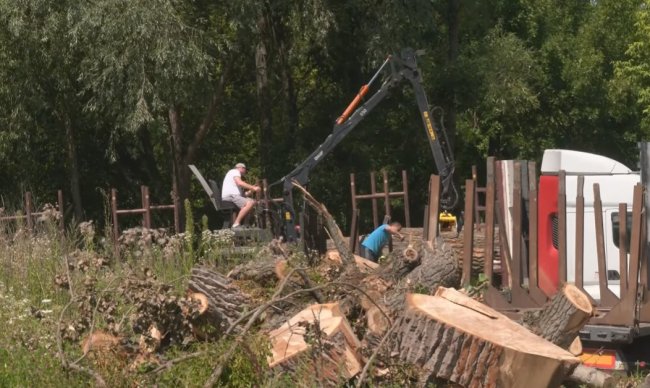 На Чорновола зрізали багато дерев