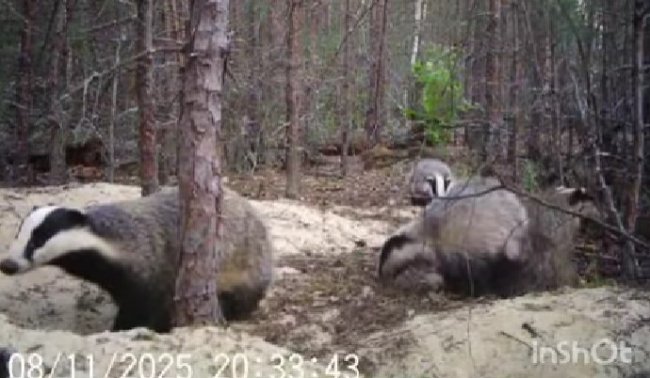 На болотах на Рівненщині живе сім’я борсуків (ВІДЕО)
