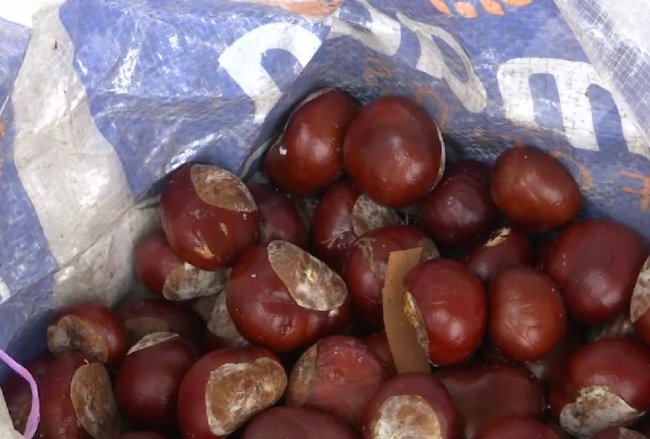 Рівняни збирають каштани, щоб заробити грошей