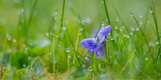 Фото з відкритих джерел, ілюстративне